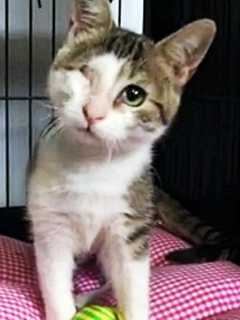 Meet Layla, SPCA Pet Of The Week