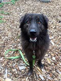 Meet Bobo, SPCA Pet Of The Week