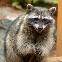 Rabies Alert Issued After Raccoon Tests Positive For Virus In Harford County