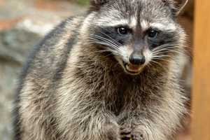 More Rabid Raccoons Found In Boston