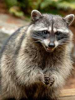 New Rabies Alert Issued After Raccoon Tests Positive For Virus Near Virginia Park