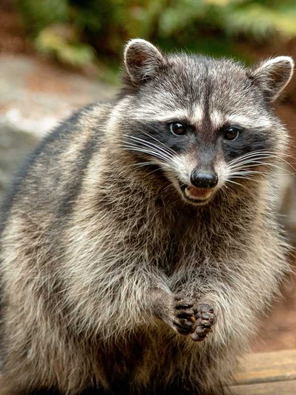 Rabies Alert Issued After Raccoon Tests Positive For Virus Near Virginia Park