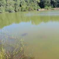 <p>Blue-green algae, also known as cyanobacteria, occurs naturally in lakes and ponds throughout Connecticut.</p>