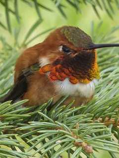 Enjoy Winter Bird Watching With Allendale Group