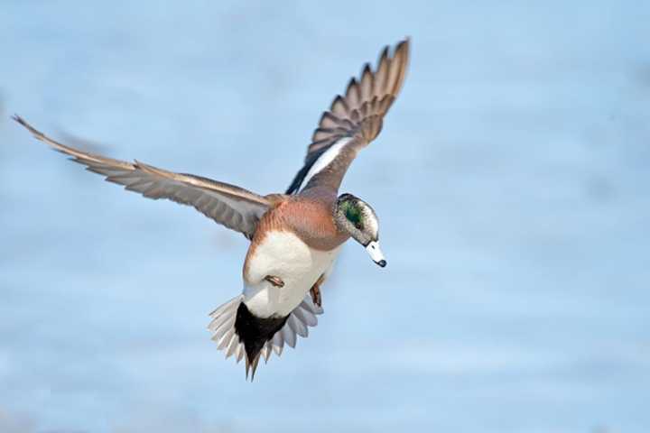 Thousands Of Pheasants, Ducks At Sag Harbor Farm Euthanized Over Bird Fears