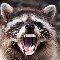 <p>Raccoon</p>