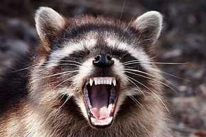 Anne Arundel County To Bait Raccoons Into Getting Vaccinated For Rabies