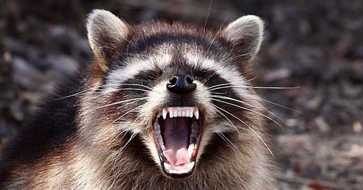 Raccoon