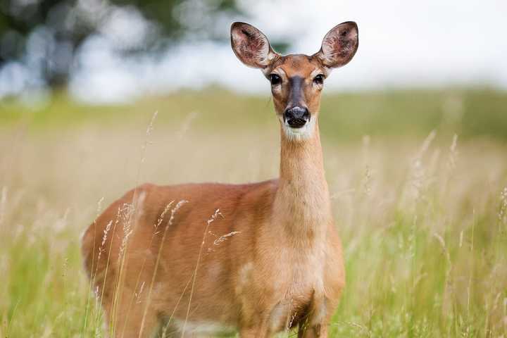 A total of 25 deer were culled on Fire Island with more than 500 pounds of venison donated to Island Harvest, a food bank in Hauppauge.