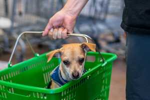 Stop & Shop To Pioneer Doghouse For Pet-Owning Customers At Area Store