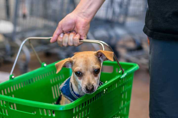 Stop & Shop Launches Doghouse For Pet-Owning Customers On Long Island