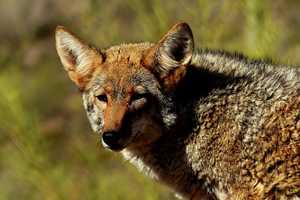 Coyote That Attacked People, Pets At Fairfax County Park Had Rabies, Tests Show