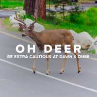 Suffolk County Ranks Second In State For Most Animal-Related Crashes