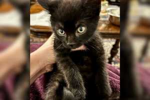 5-Week-Old Kitten Saved From Freezing To Death By Boston Animal Rescue