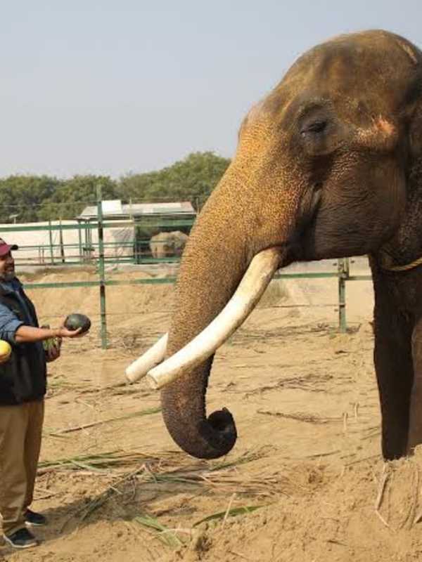 Greenwich Lecture Focuses On Plight Of India's Elephants