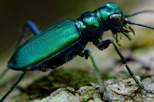 Invasive Insect Could Wreak Havoc On Rockland's Ash Trees, Arborists Warn