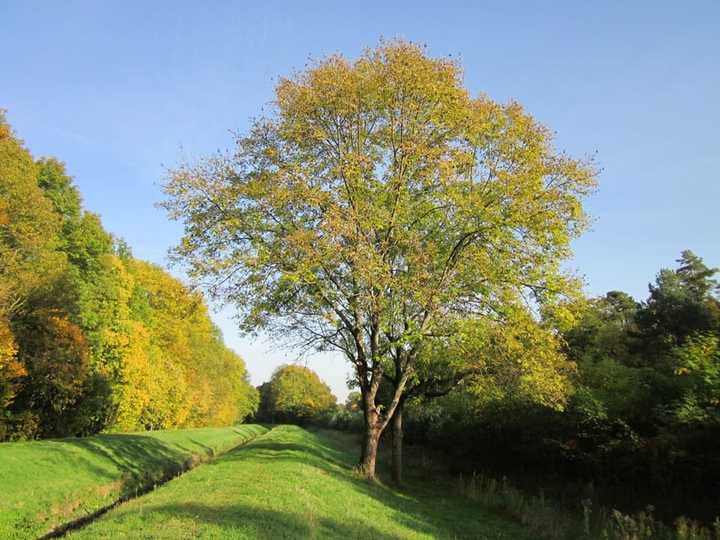 Scarsdale&#x27;s Community Planting Day aims to bring 320 native trees and shrubs to Fox Mead Brook in the Brewster Road Hardwood Wetland.