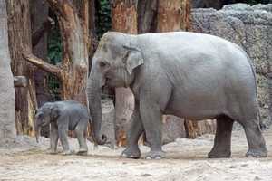 Elephant Is Not A Person: NY Court Decides Furthest-Advancing Animal Rights Case In US History