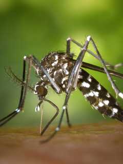 More And More Disease-Carrying Mosquitoes Spotted In Connecticut