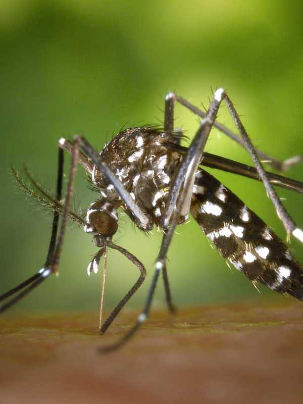More And More Disease-Carrying Mosquitoes Spotted In Connecticut