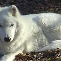 Wild Arctic Gray Wolf Atka Visits Scarsdale Library