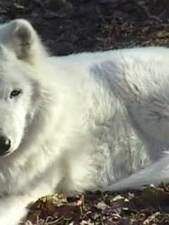 Wild Arctic Gray Wolf Atka Visits Scarsdale Library