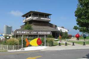 Long-Delayed Reopening Of Atlantic City Aquarium Pushed Back Again