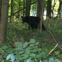 Mama Bear, Two Cubs Cross Road With Redding Police Help