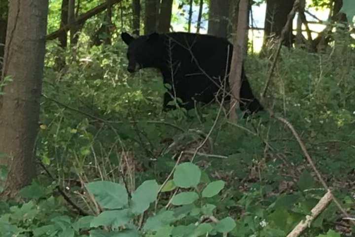 Mama Bear, Two Cubs Cross Road With Redding Police Help
