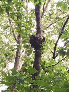 Ramapo Police Warn Parents Of Suspected Bee, Wasp Nest At Montebello School