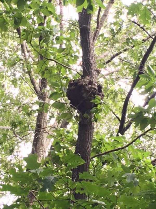 Ramapo Police Warn Parents Of Suspected Bee, Wasp Nest At Montebello School