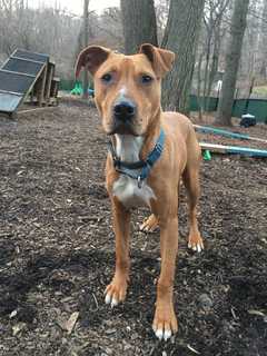 Baby Boy Is The SPCA Of Westchester's Pet Of The Week