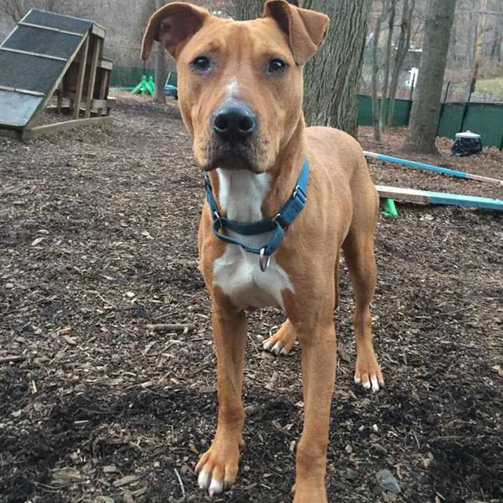 Baby Boy is the SPCA of Westchester&#x27;s Pet of the Week.