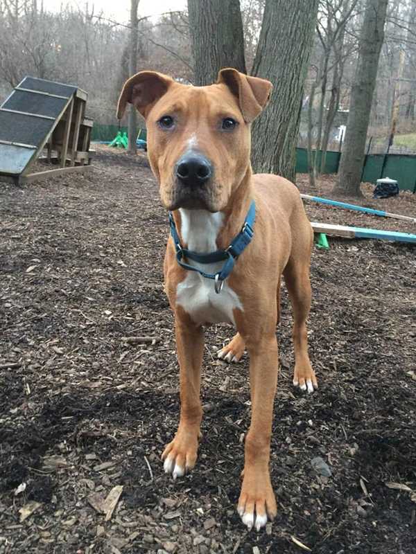 Baby Boy Is The SPCA Of Westchester's Pet Of The Week