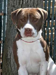 Pomona Animal Shelter Introduces 'Bam' As Pet Of The Week
