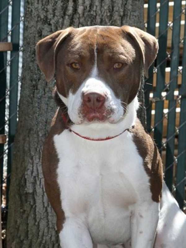 Pomona Animal Shelter Introduces 'Bam' As Pet Of The Week