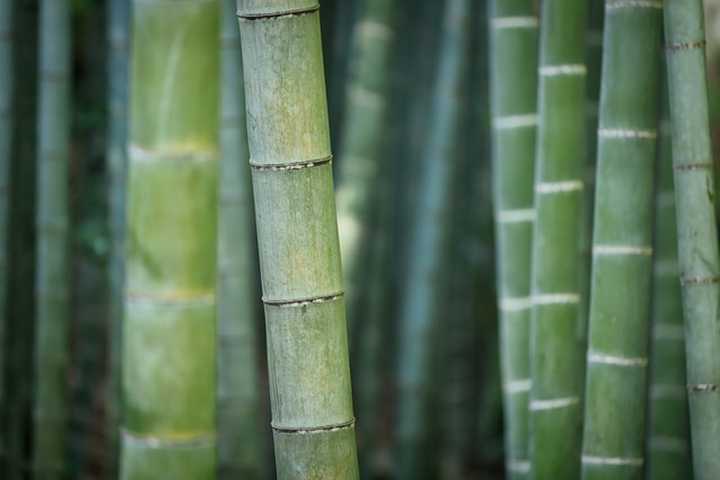 Bamboo Planting Banned In Greenburgh After Complaints From Residents
