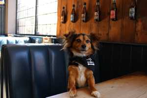 New Bar 'Where Dogs Bring Their Humans' Will Open Soon In Everett