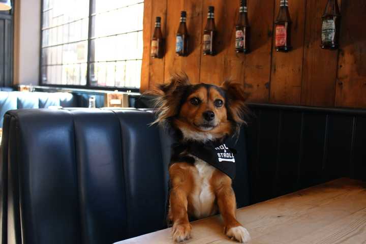 New Bar 'Where Dogs Bring Their Humans' Will Open Soon In Everett