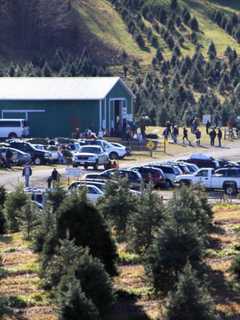 Dutchess Christmas Tree Farmers Offer Cut-Your-Own For Family Fun