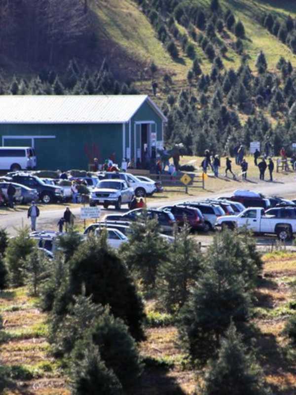 Dutchess Christmas Tree Farmers Offer Cut-Your-Own For Family Fun
