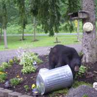 <p>Black bears have been raiding area garbage cans in Ramapo and the surrounding area.</p>