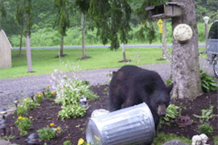 Man Injured By Black Bear While Checking Noise Outside Home In Area