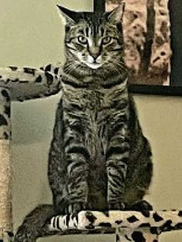 Who Shot Cat Dead In Bucks County? Anyone Who Knows Could Get $3,000