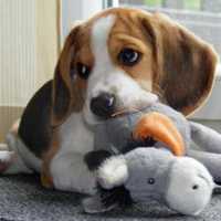 Harrison Fundraiser Aimed At Halting Laboratory Tests On  Beagles