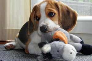 Harrison Fundraiser Aimed At Halting Laboratory Tests On  Beagles