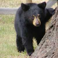 Rabid Bear Attacks Man In Pennsylvania (VIDEO)