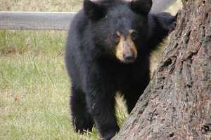 Rabid Bears: Sick Cub Found In Lewisboro, May Be More, Officials Say