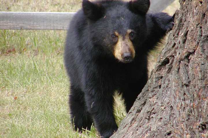 Rabid Bears: Sick Cub Found In Region, May Be More, Officials Say