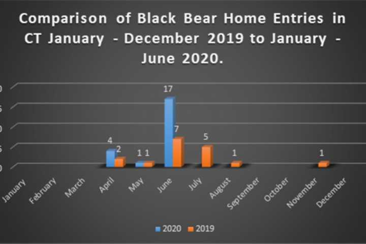 Here's How Many Bears Have Entered Homes Of CT Residents, Called ‘Unprecedented' By DEEP